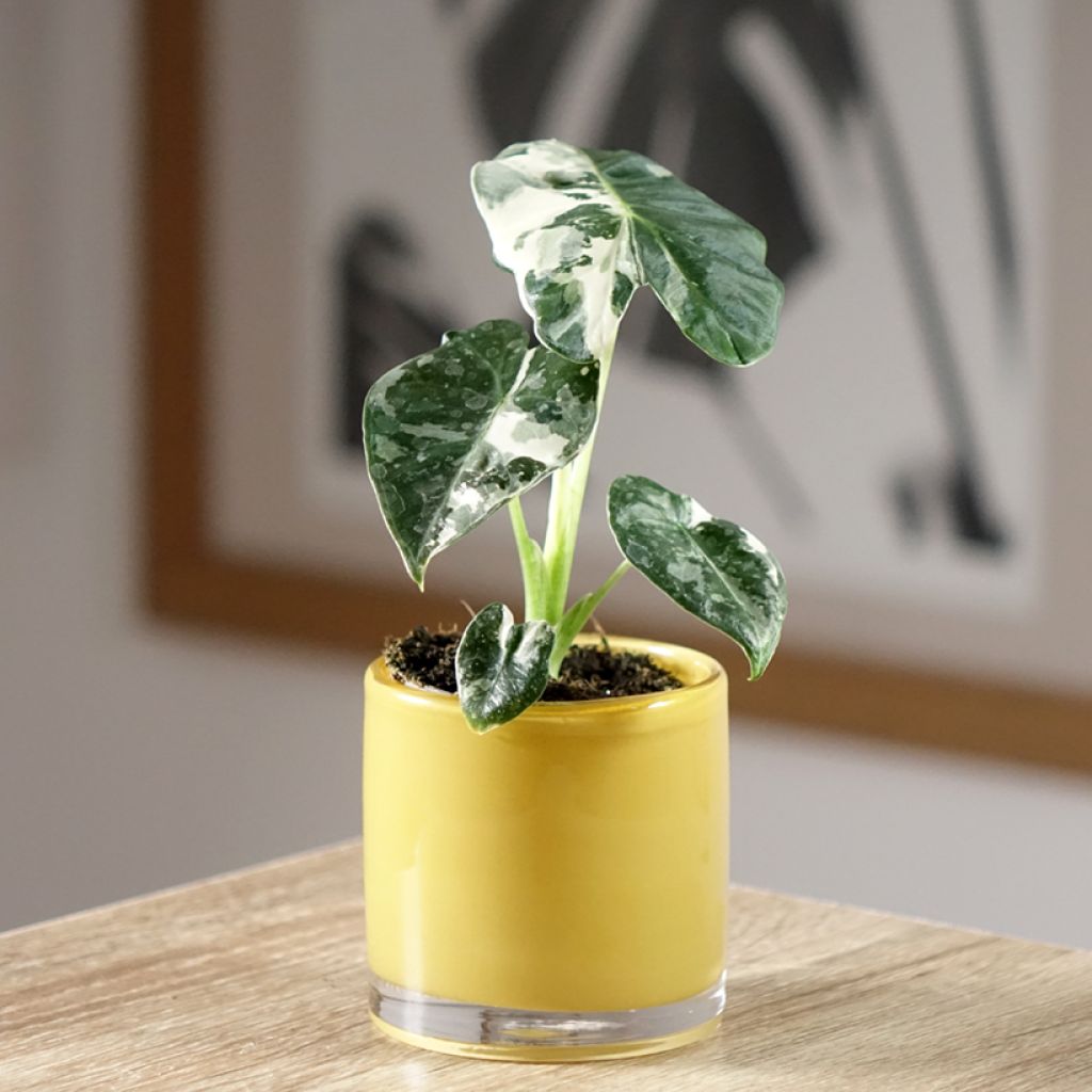 Alocasia Frydek Variegata - Pfeilblatt