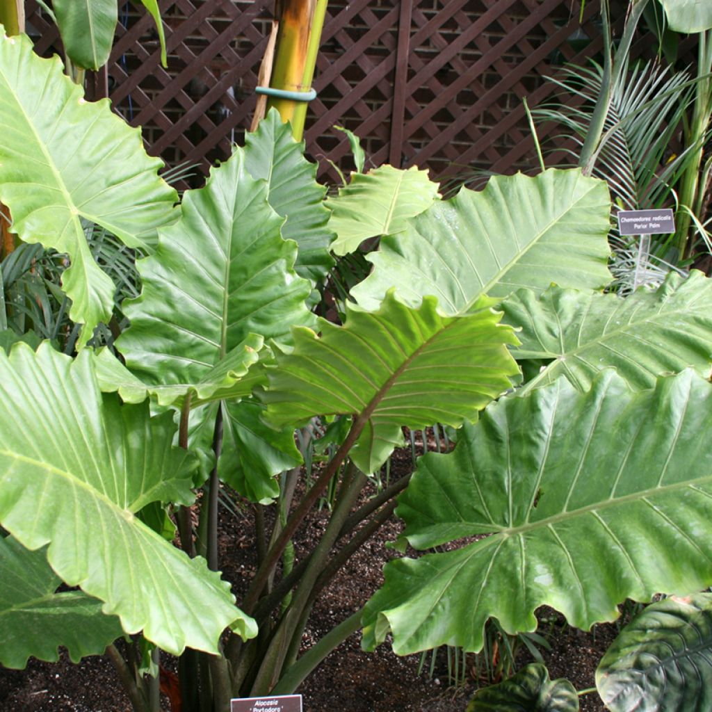 Alocasia Portodora - Pfeilblatt