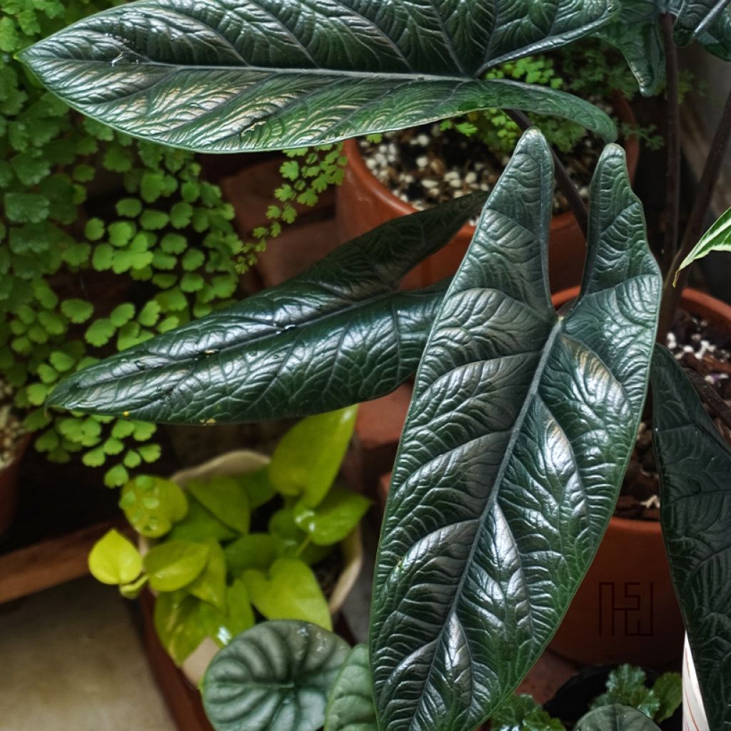 Alocasia scalprum - Pfeilblatt