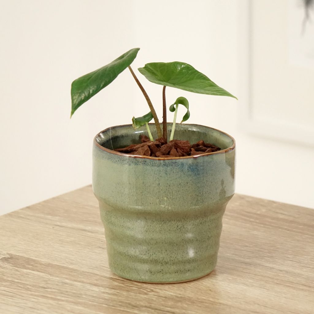 Alocasia scalprum - Pfeilblatt