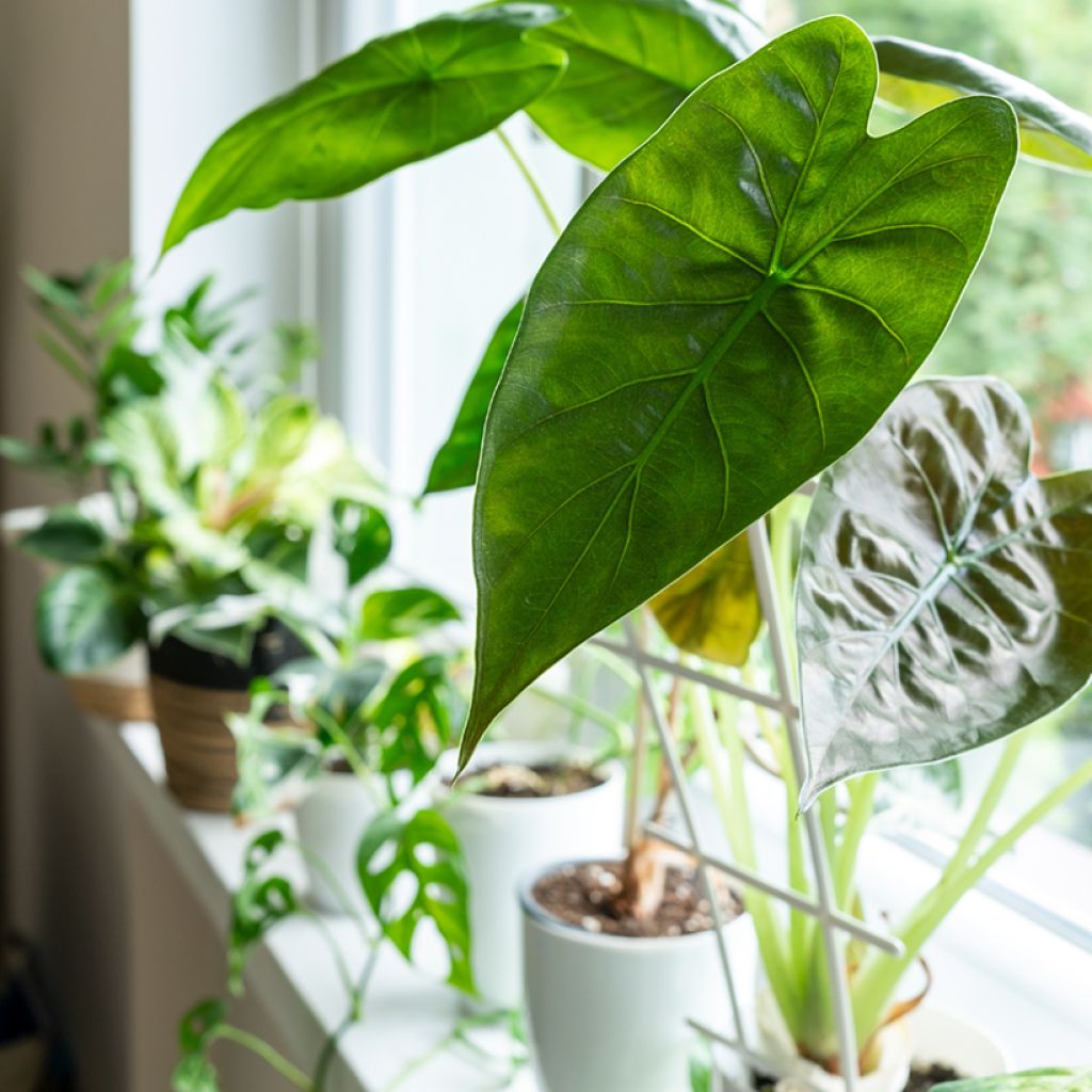 Alocasia wentii - Pfeilblatt