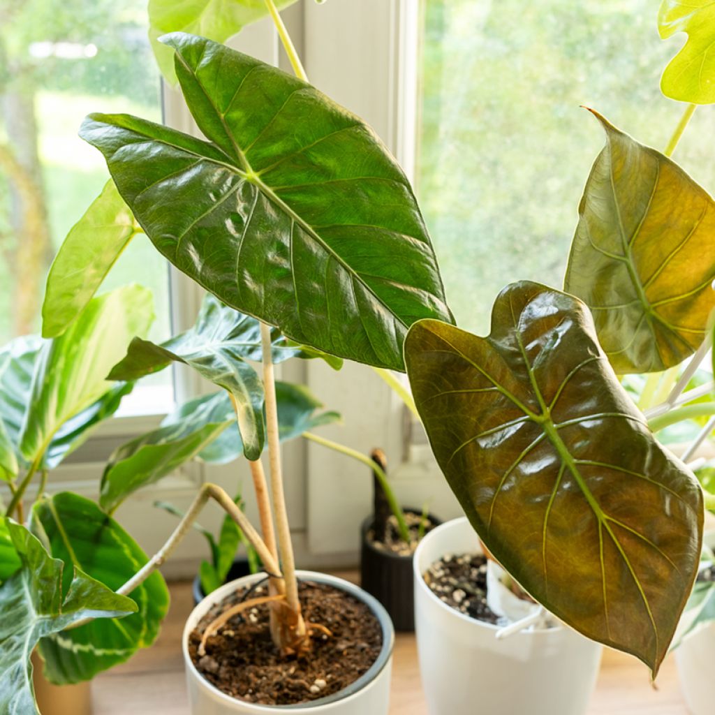 Alocasia wentii - Pfeilblatt