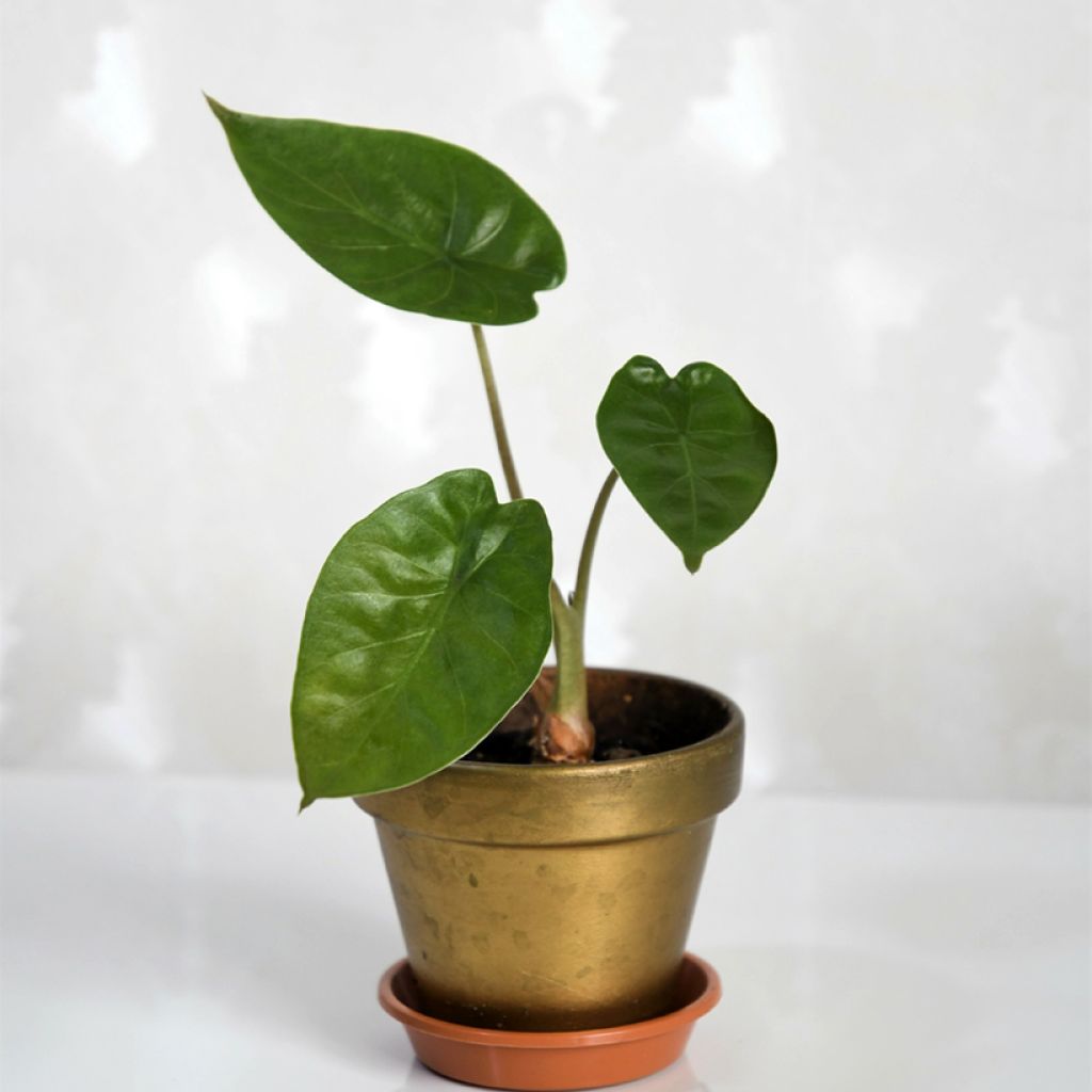 Alocasia wentii - Pfeilblatt