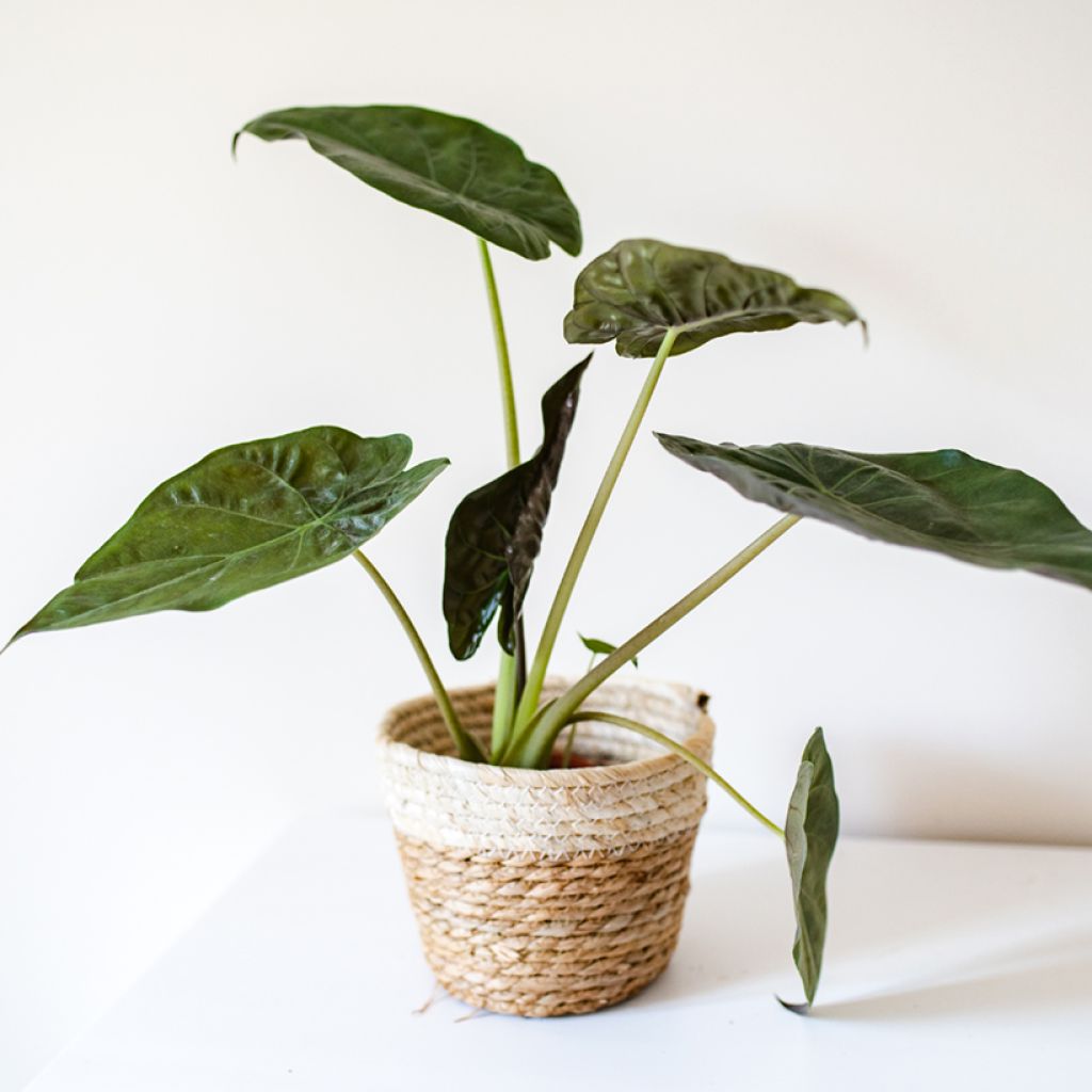 Alocasia wentii - Pfeilblatt