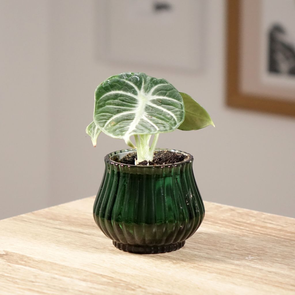 Alocasia Ninja - Pfeilblatt
