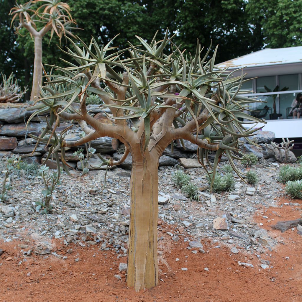 Aloe dichotoma - Köcherbaum