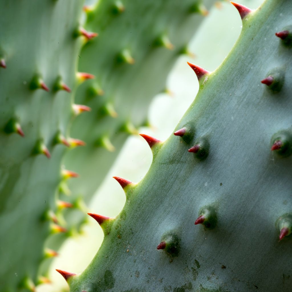 Aloe marlothii