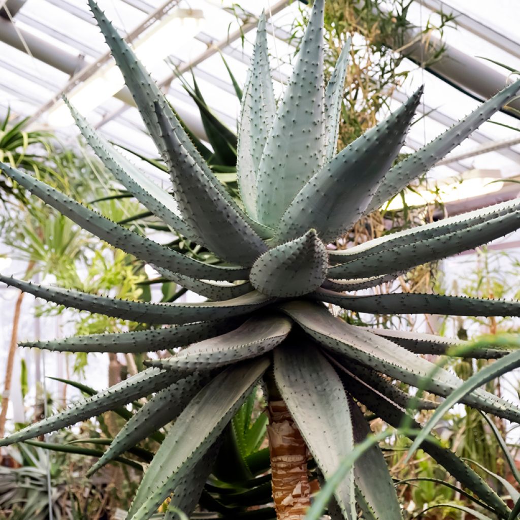 Aloe marlothii