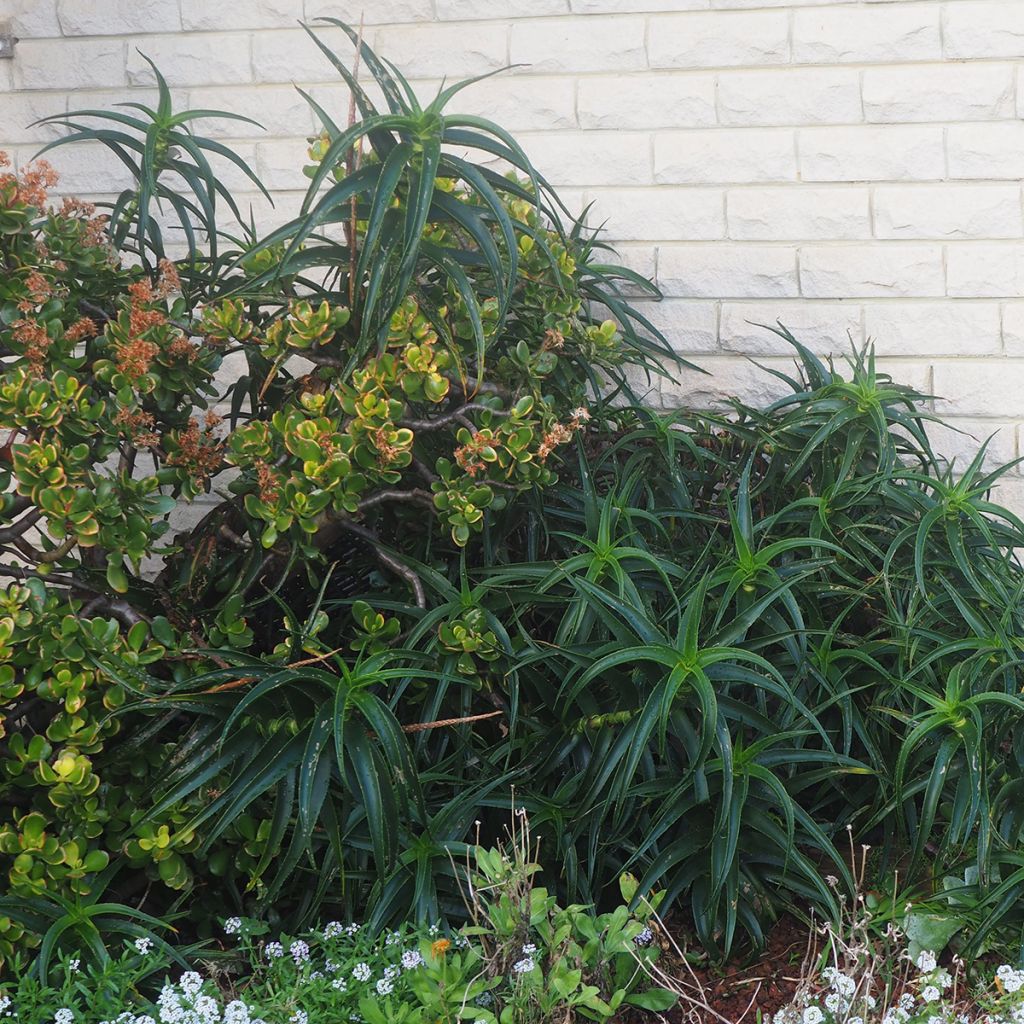 Aloe striatula ArticJungle