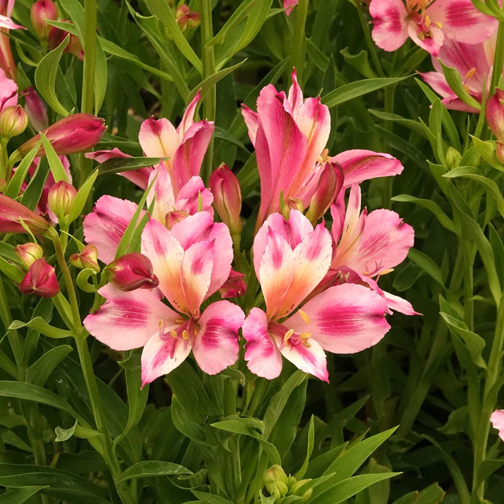 Alstroemeria Duchesses d'Anjou Emilie - Inkalilie