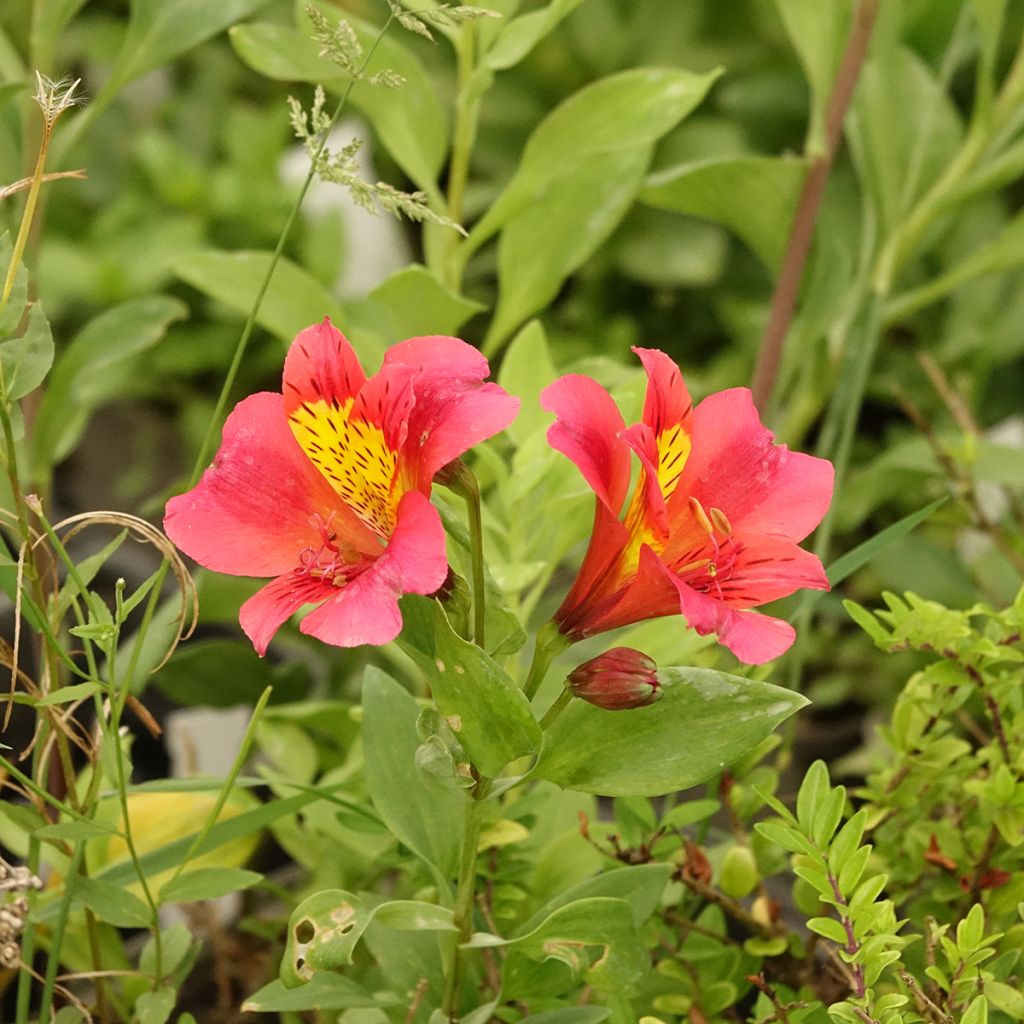 Alstroemeria Majestic Authion - Inkalilie
