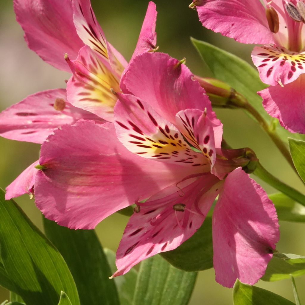 Alstroemeria Duc d'Anjou Charles - Inkalilie