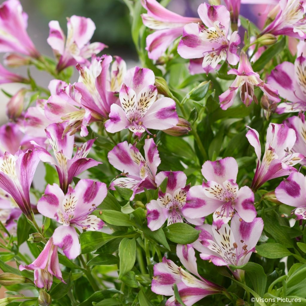 Alstroemeria Duchesses d'Anjou Valentine - Inkalilie