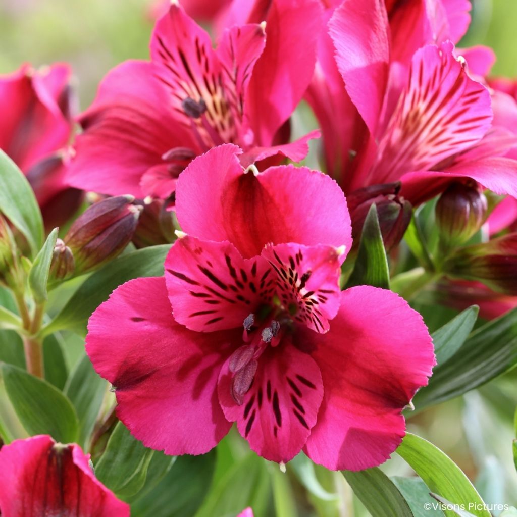Alstroemeria Pitchounes Leonie - Inkalilie