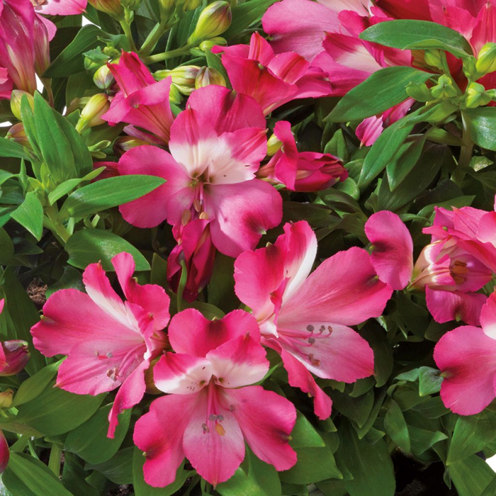 Alstroemeria Inticancha Romance - Inkalilie