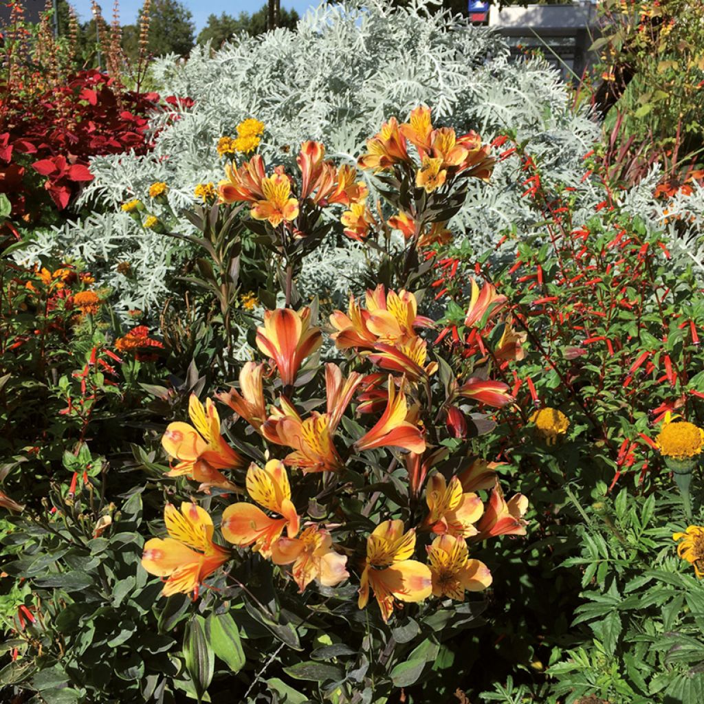 Alstroemeria Summer Breeze - Inkalilie