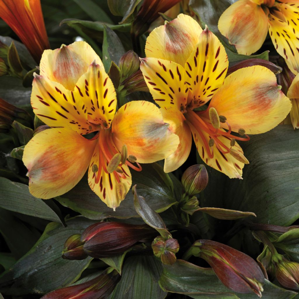 Alstroemeria Summer Breeze - Inkalilie