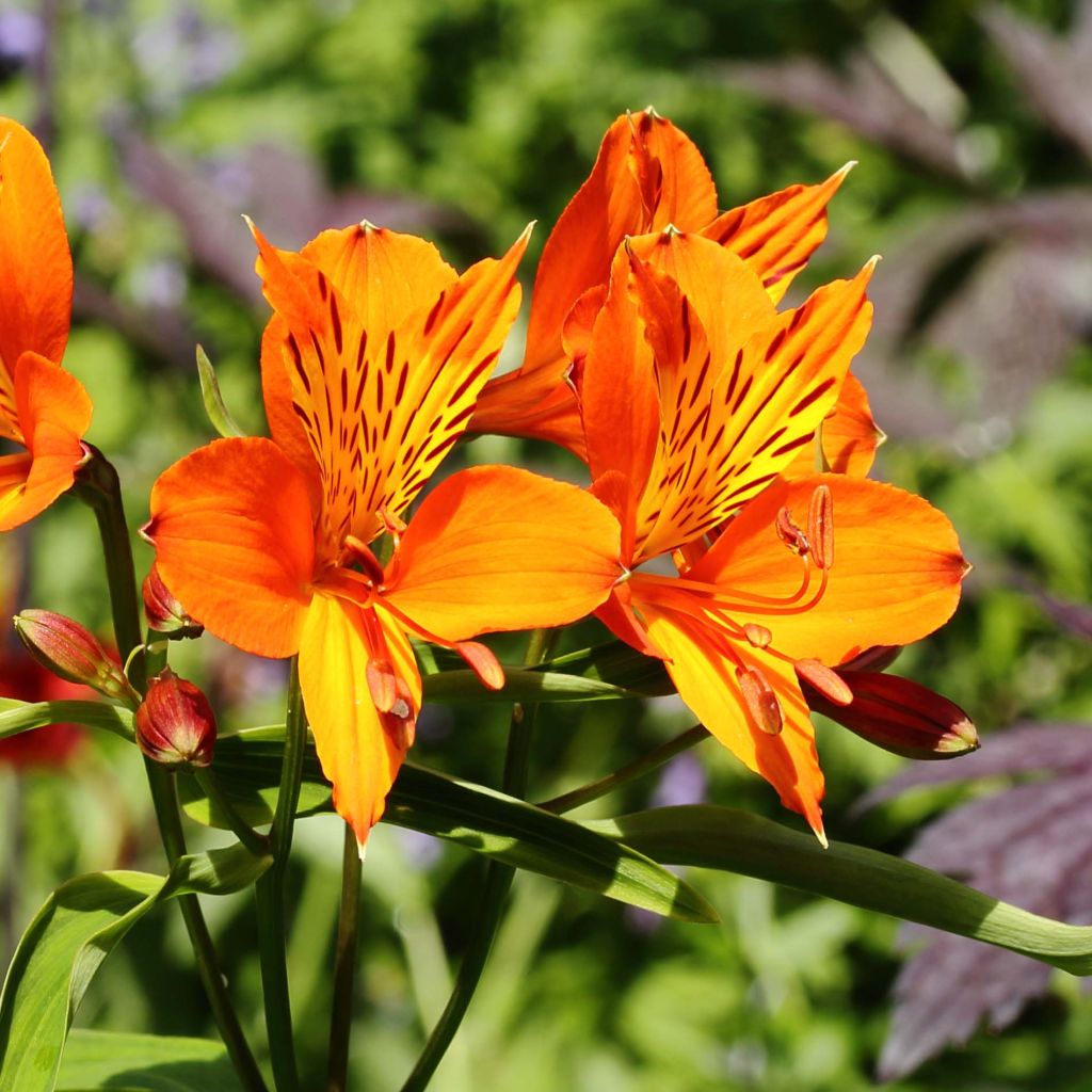 Alstroemeria aurantiaca Orange King - Inkalilie