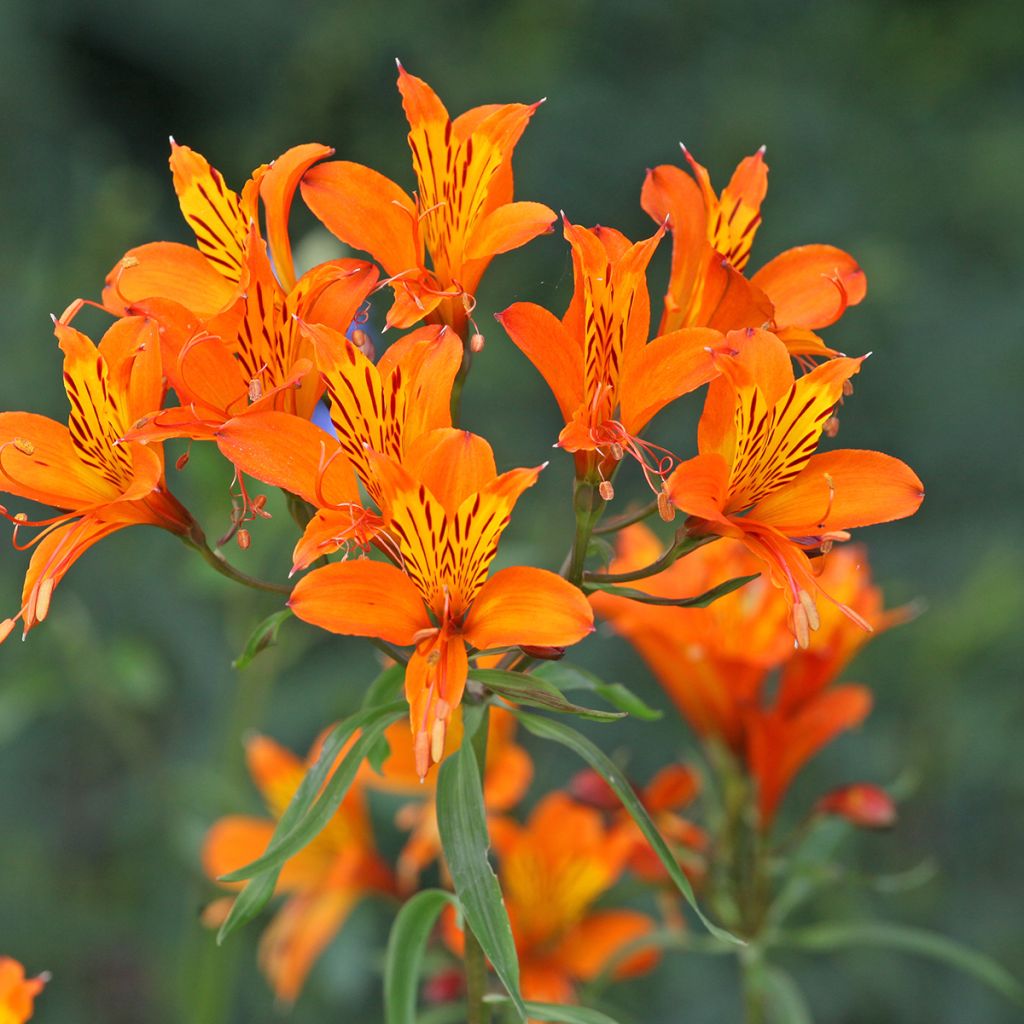 Alstroemeria aurantiaca Orange King - Inkalilie