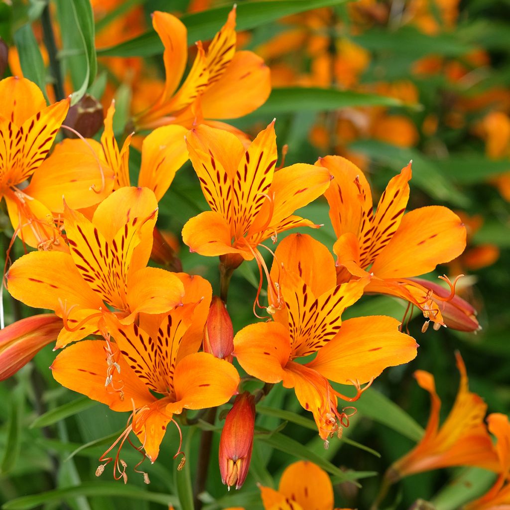 Alstroemeria aurantiaca Orange King - Inkalilie