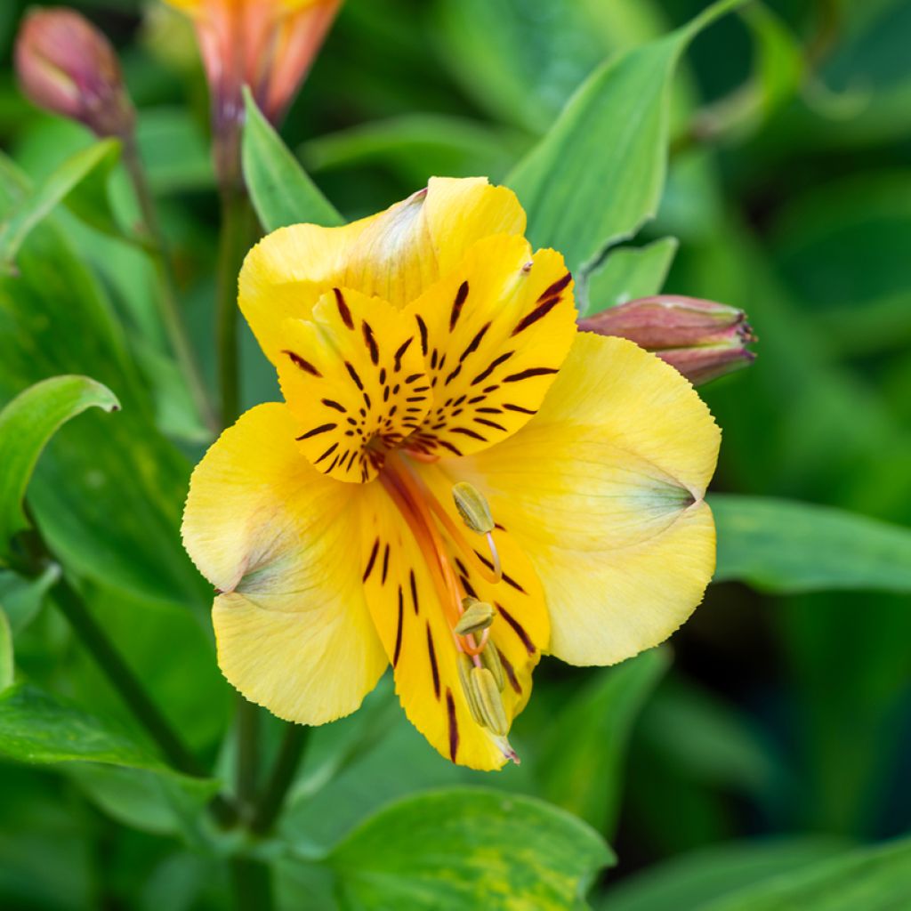 Alstroemeria New Yellow - Inkalilie