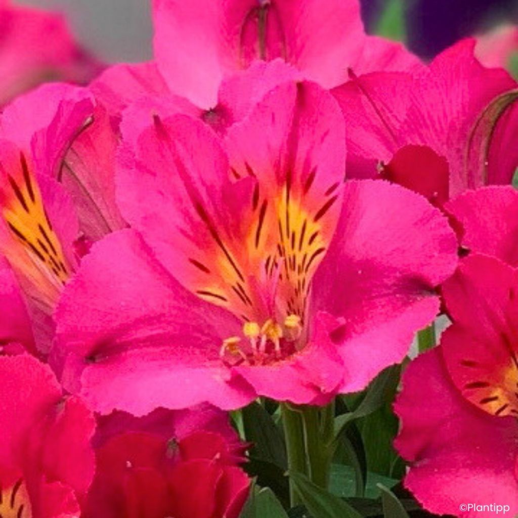 Alstroemeria Incalys Cherry - Inkalilie