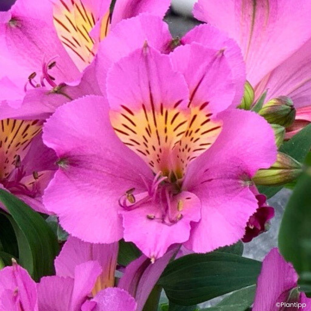 Alstroemeria Incalys Purple - Inkalilie