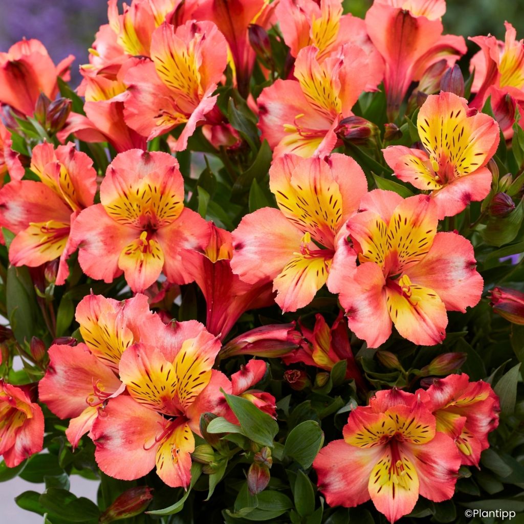 Alstroemeria Incalys Salmon - Inkalilie