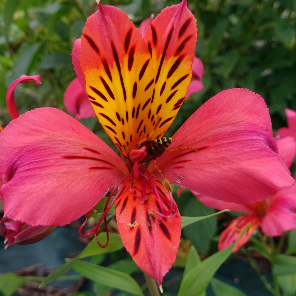 Alstroemeria Majestic Marcé - Inkalilie