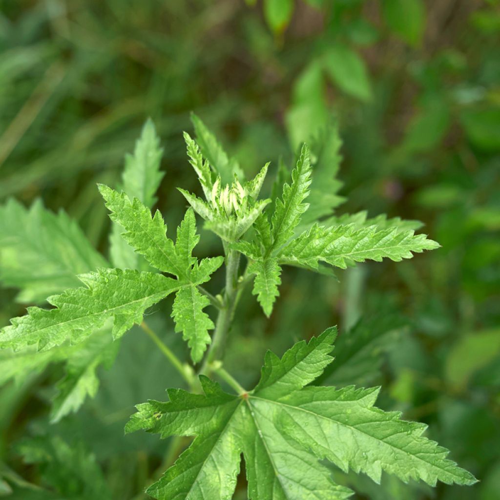 Althaea cannabina - Hanf-Stockmalve