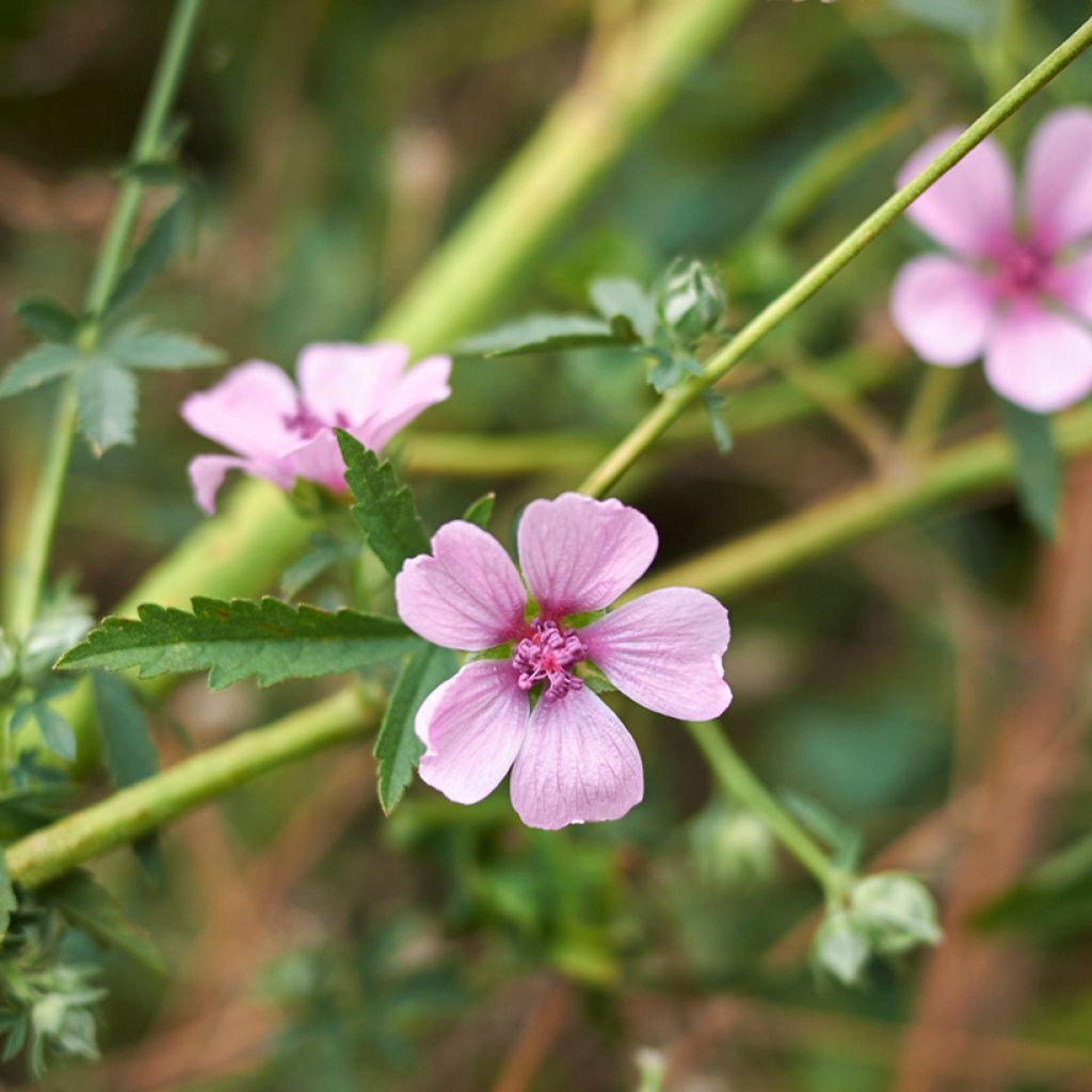 Althaea cannabina - Hanf-Stockmalve