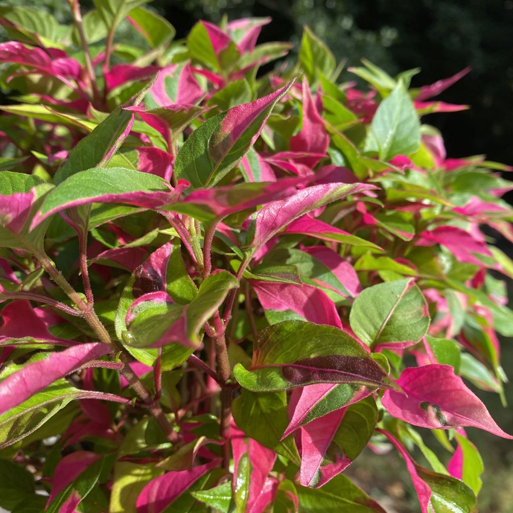 Alternanthera ficoidea Party Time - Papageienblatt