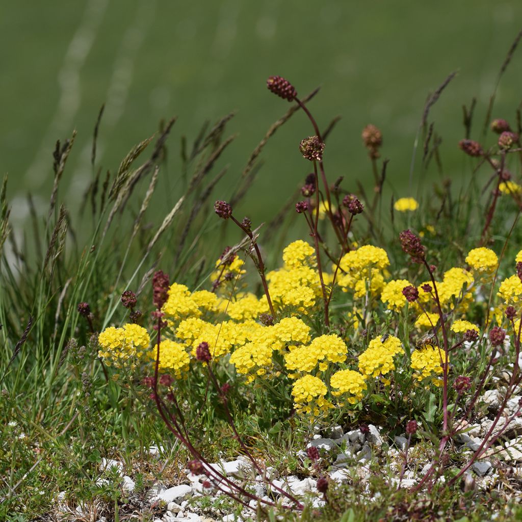 Alyssum montanum Berggold - Berg-Steinkresse