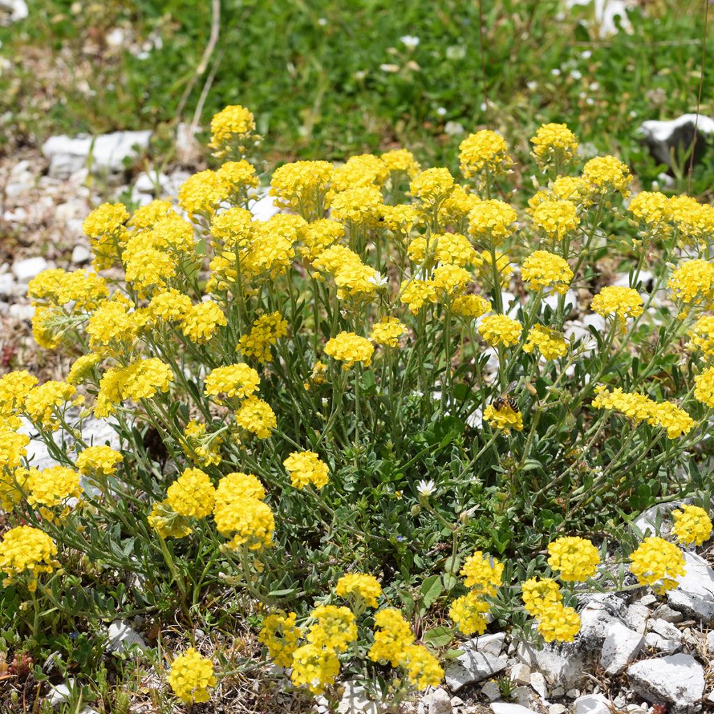 Alyssum montanum Berggold - Berg-Steinkresse