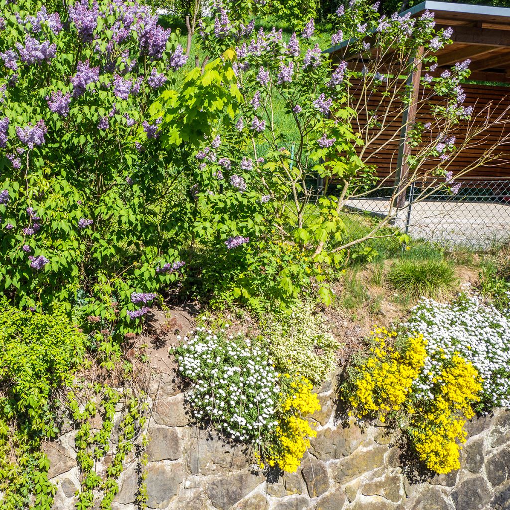 Alyssum saxatilis Goldkugel - Felsen-Steinkresse