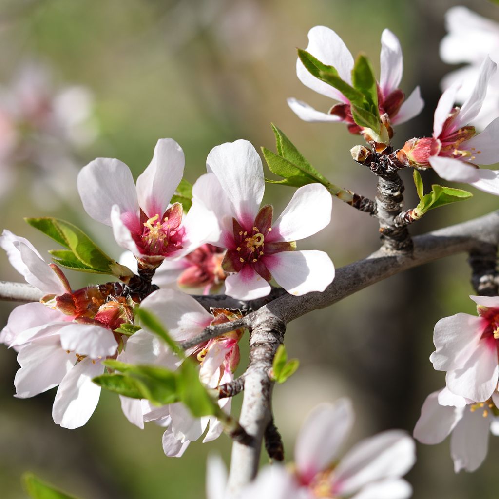 Mandelbaum Makako  (Selbstbefruchtende) - Prunus dulcis
