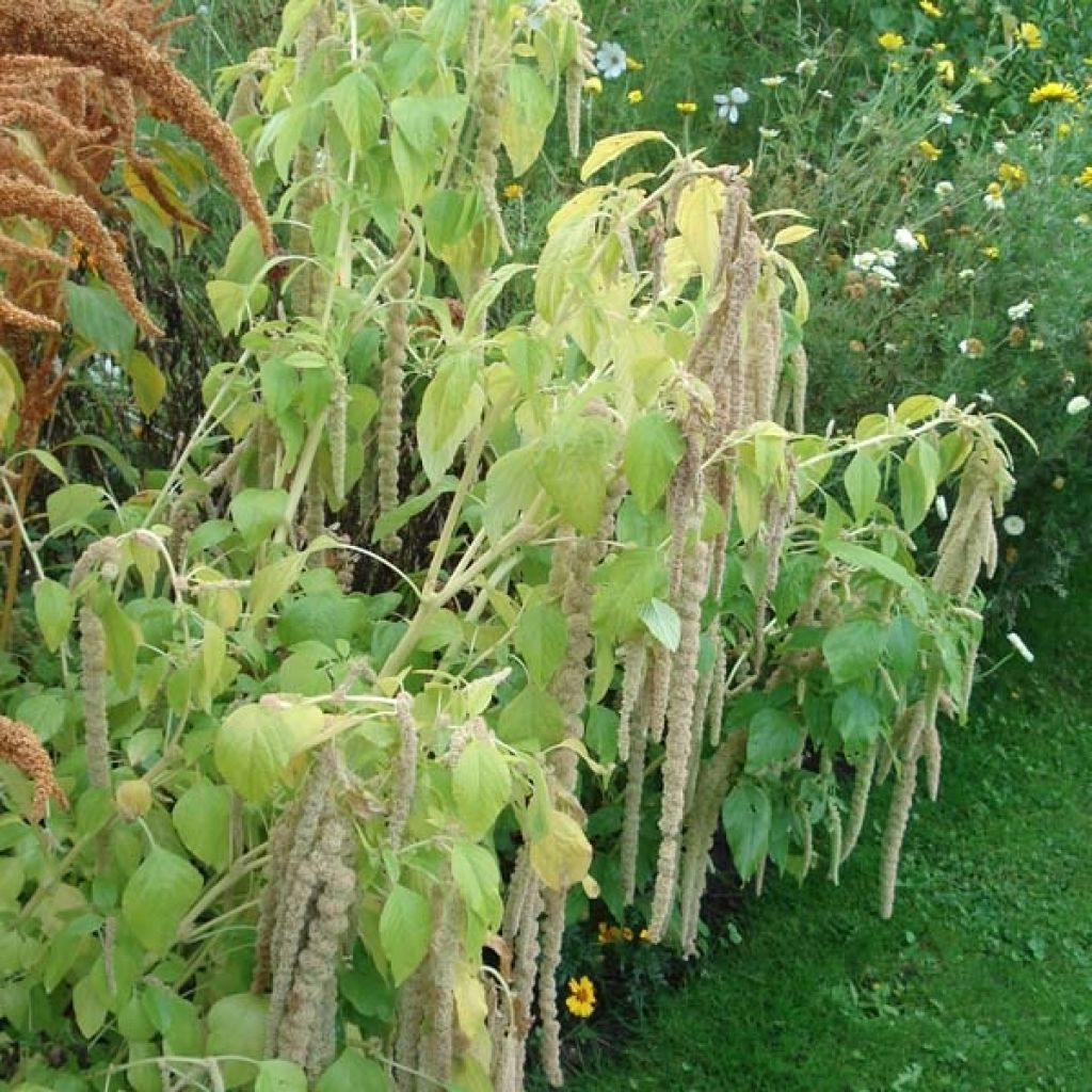Amaranthus Groen - Garten-Fuchsschwanz