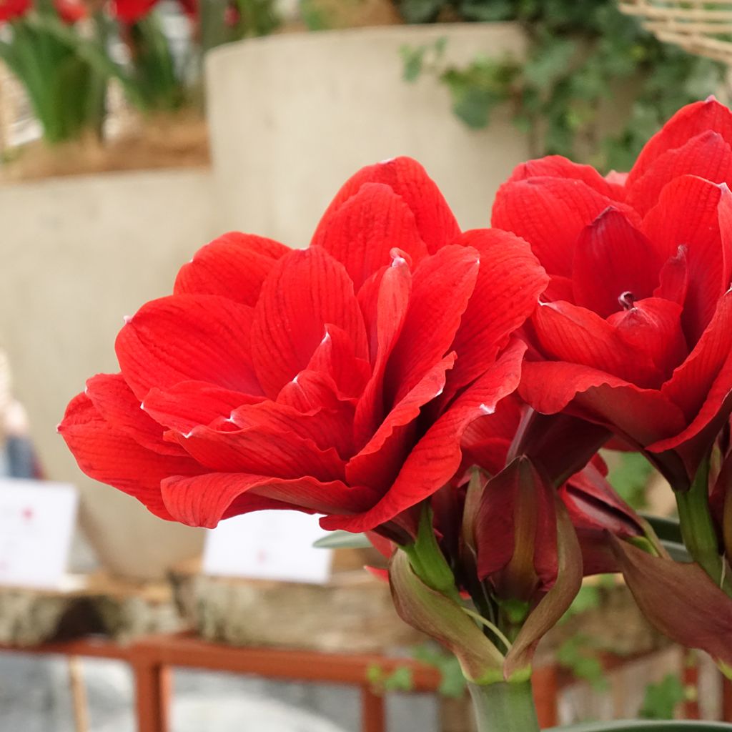 Hippeastrum Double Dragon -  Ritterstern