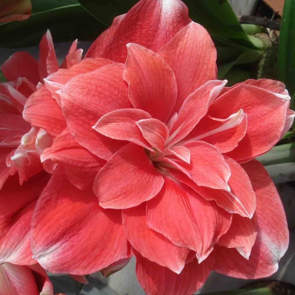 Hippeastrum Double Dream - Ritterstern