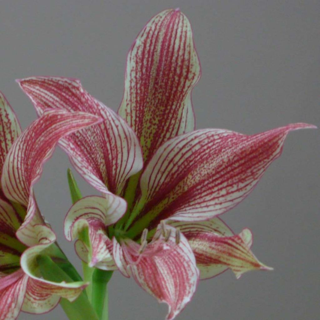 Amaryllis Exotic Star wird übersetzt als Ritterstern Exotic Star.