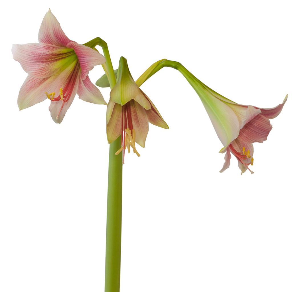 Amaryllis Exotic Star wird übersetzt als Ritterstern Exotic Star.