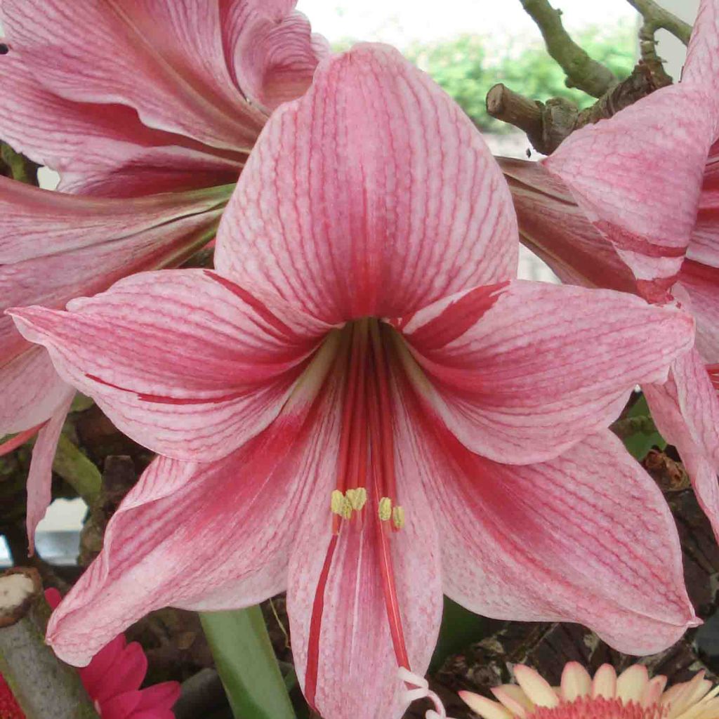 Hippeastrum Gervase - Ritterstern