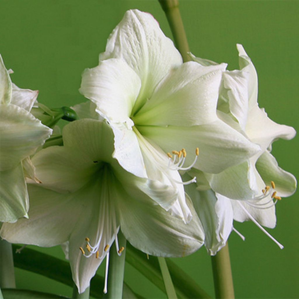 Hippeastrum Luna - Ritterstern
