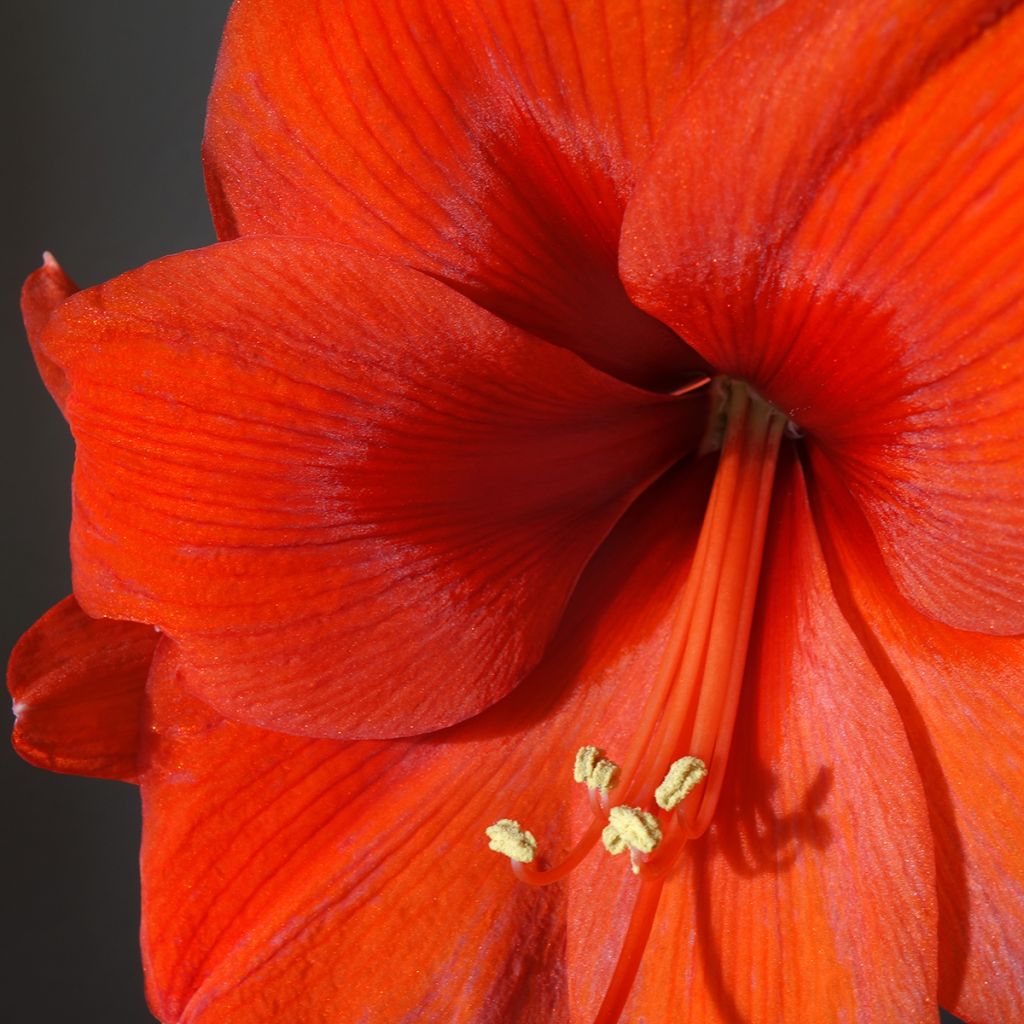 Hippeastrum Orange Souvereign - Ritterstern