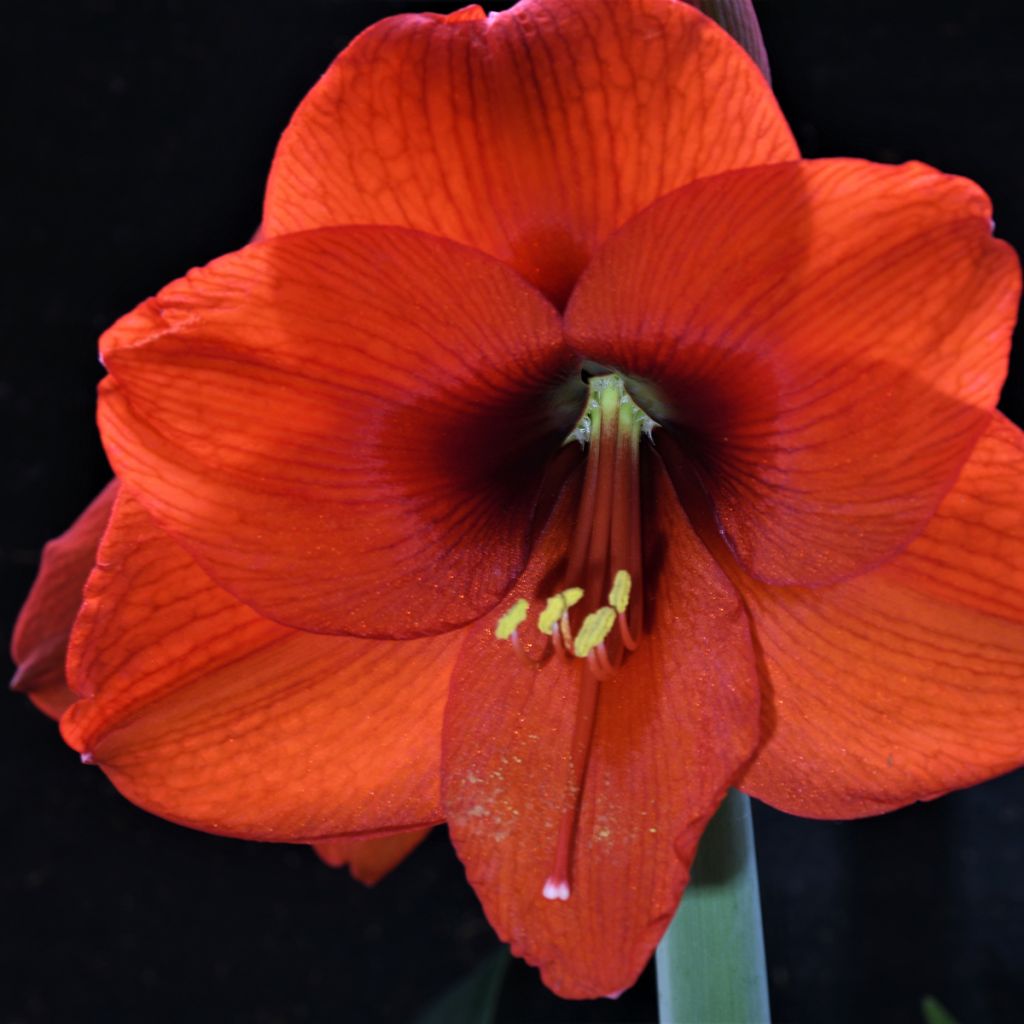 Hippeastrum Orange Souvereign - Ritterstern