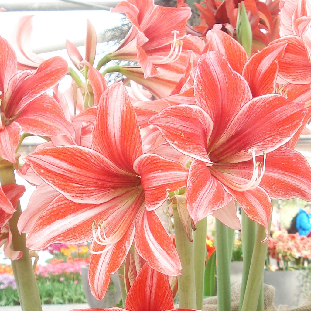 Hippeastrum Pyjama Party - Ritterstern