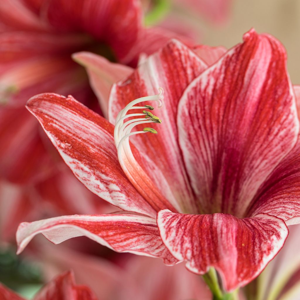 Hippeastrum Pyjama Party - Ritterstern