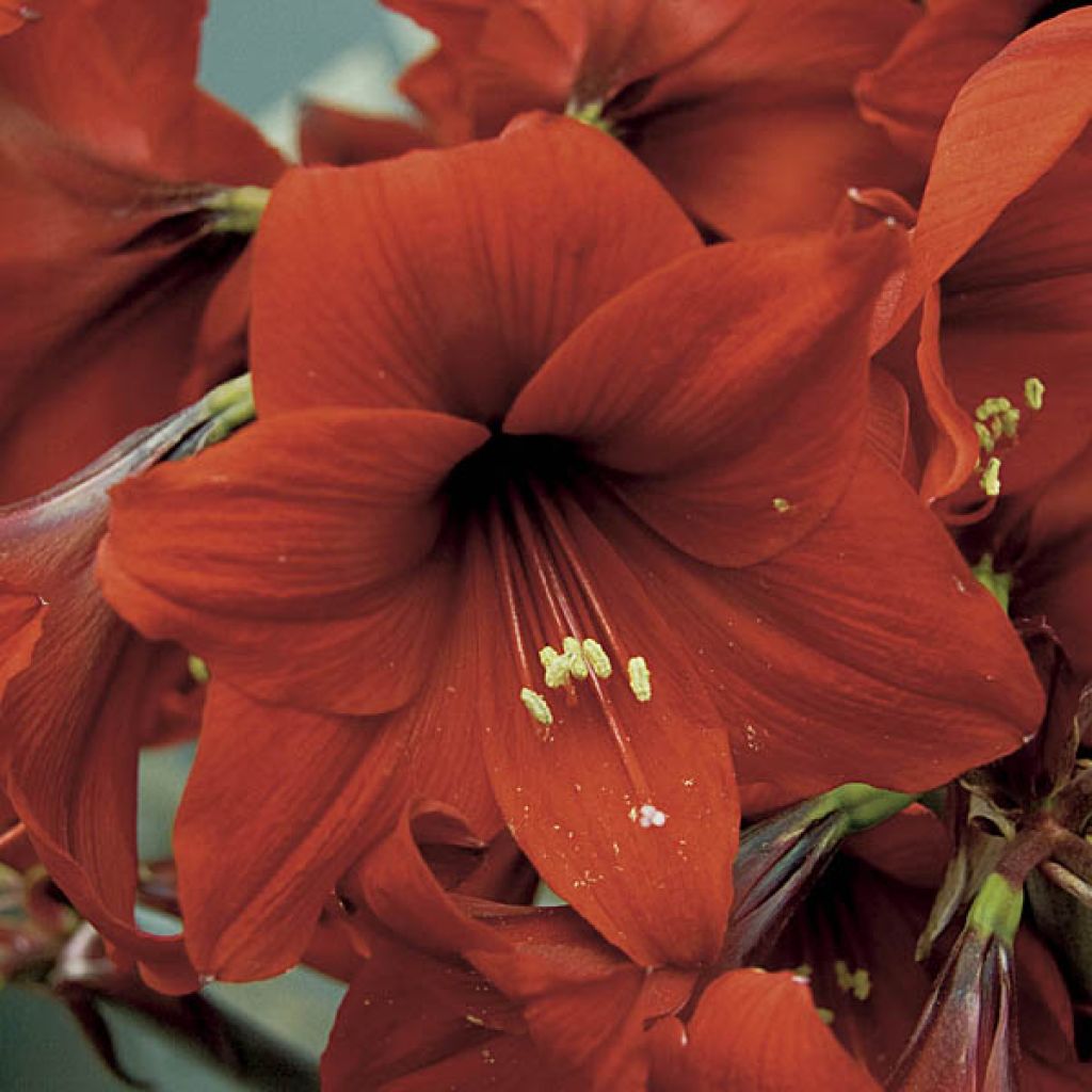 Hippeastrum Red Sensation - Ritterstern