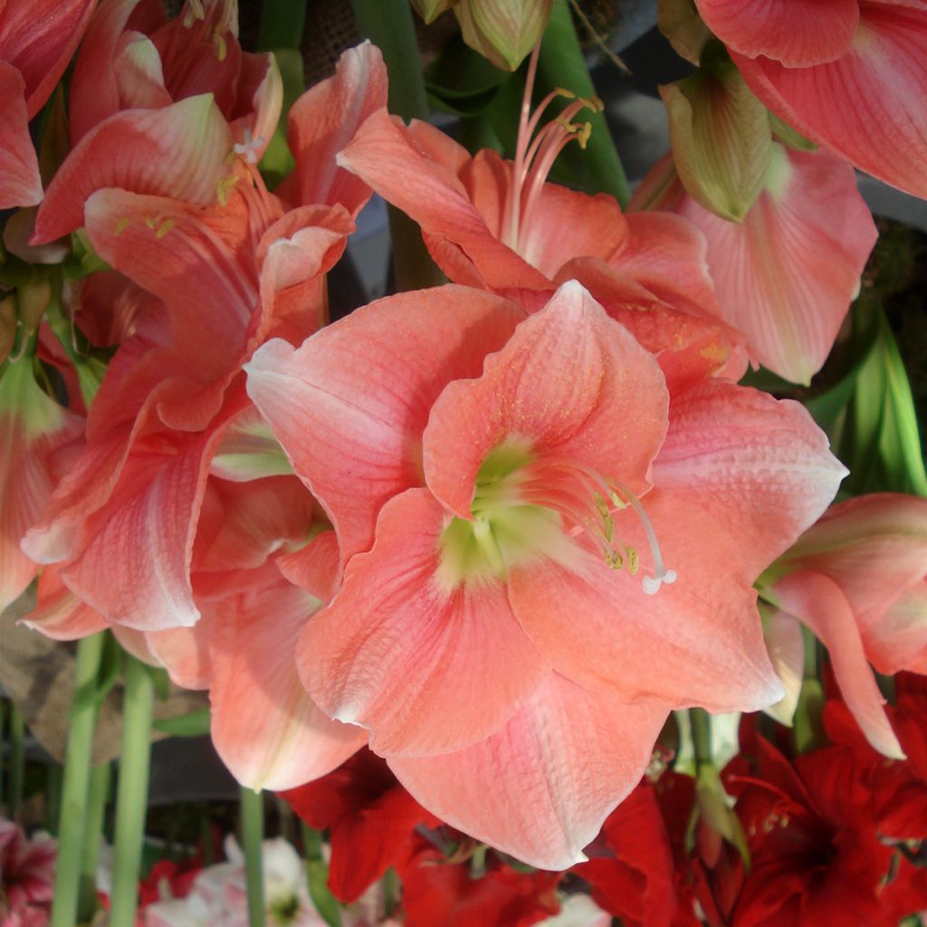 Hippeastrum Rosalie - Ritterstern