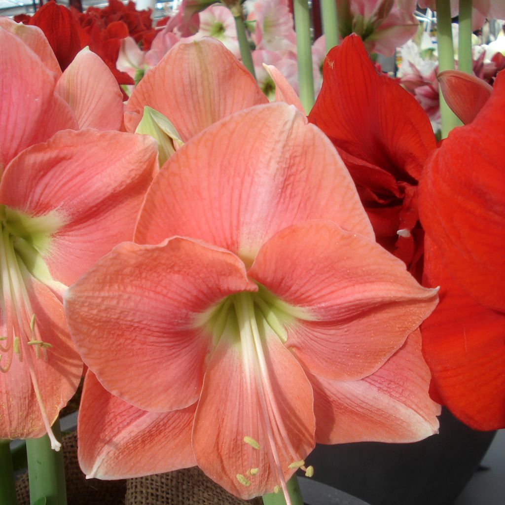 Hippeastrum Rosalie - Ritterstern